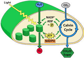 Monday March 25th Photosynthesis And Cell Respiration Science 6 At Fms