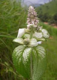 Image result for Platostoma