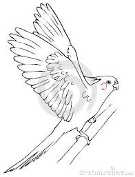 Flying Parrot Cockatiel Animal Drawings Parrot Drawing Painted Rock Animals