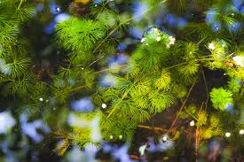 水草 カボンバ の増やし方 コツや植え方や枯れる場合の対策も 生活の緑