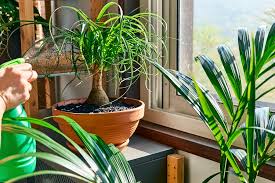 Image result for Beaucarnea recurvata