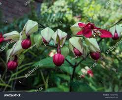 Image result for Clerodendrum umbellatum