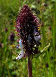 Image result for Pycnostachys reticulata