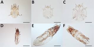 Image result for what do otodectes cynotis look like in dog fur