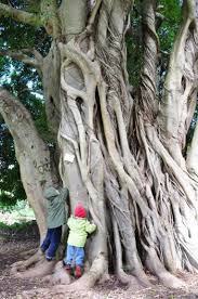 Image result for Ficus craterostoma