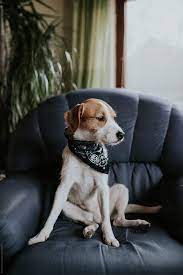 A dog sitting in a chair is also thought to be about dominance. Cute Dog Sitting On The Chair By Boris Jovanovic Dog Indoors