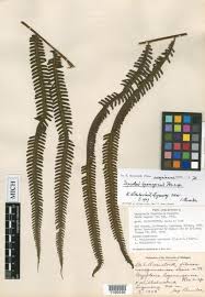 Image result for Menisorus pauciflorus