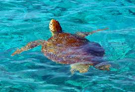 Martinica francisc is on facebook. Antille Francesi Destinazione Martinica Mondoviaggiblog