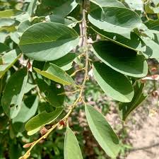 Image result for Baphia