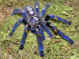 The noite com danilo gentili. A Aranha Metalica Da India Topbiologia Com