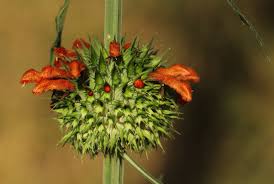 Image result for Leonotis nepetifolia