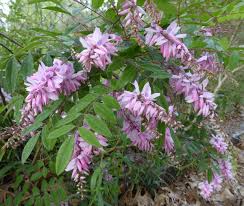 Image result for Indigofera