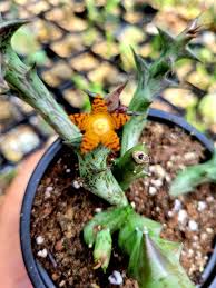 Image result for Orbea schweinfurthii