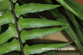 Image result for Asplenium simii