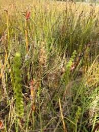 Image result for Triglochin striata