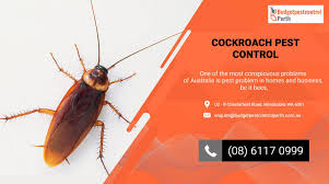 Bird pest control methods that you can do for yourself. Budget Pest Control Perth Wa Termite Control Treatment Services Homeimprovement2day