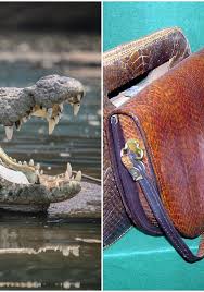 Free shipping on many items. Hermes Plans To Build Australia S Biggest Crocodile Factory Farm