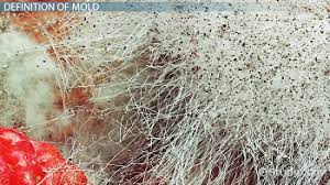 Together with its evolution, their. What Is Mold Definition Types Causes Video Lesson Transcript Study Com