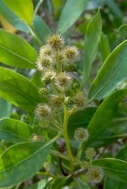 Image result for Conocarpus erectus