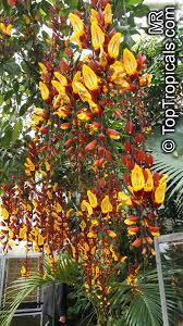 Image result for Thunbergia mysorensis