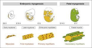 Myotome An Overview Sciencedirect Topics