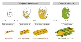 myotome an overview sciencedirect topics