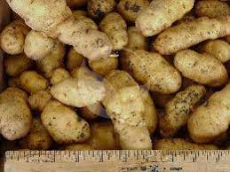 'french fingerling' potatoes are rapidly becoming one of the most popular new strains of potatoes due to their petite, slender appearance and their earthy, robust flavor. Freshpoint Fm Ozette Fingerling Potato L S