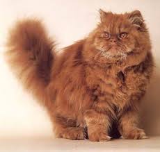 What A Pretty Boy A Red Kittens Cats Beautiful Cats