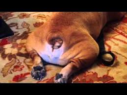 She was the first dog i ever owned that. Winnie The Happy English Bulldog Wags Tail Youtube