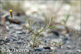 Image result for Leysera