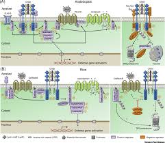 These plants could not survive in permanently dry areas, so fungi helped to provide needed moisture. Hide And Seek Chitin Triggered Plant Immunity And Fungal Counterstrategies Trends In Plant Science