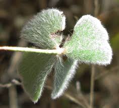 Image result for Marsilea villifolia