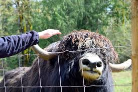 Image result for yak