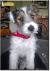 Long Haired Wire Haired Jack Russell