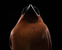 Beautiful Studio Portraits Of Injured Birds At A Bird Sanctuary Bird Photo Bird Photography Photographer