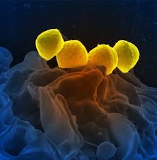 Pin Ot Polzovatelya National Institute Of Allergy Na Doske Sciart Microscopy Images Mikrobiologiya