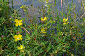 Image result for Ludwigia octovalvis