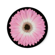 Pink Gerbera Daisy Black Center Round Stickers Floral Style Flower Flowers Stylish Diy Personalize Pink Gerbera Gerbera Daisy Gerbera