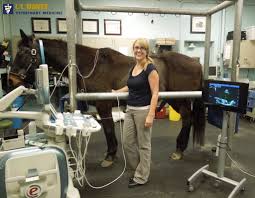 Please leave a message, and we will return your call as soon as possible. Large Animal Ultrasound Service Ucd Veterinary Medical Teaching Hospital Home Facebook