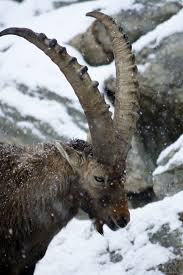 Alpine Ibex Animales Cabras Y Fauna