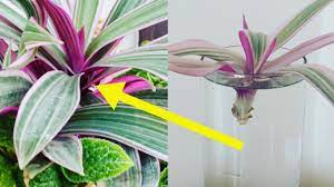 Although it will tolerate growing in dimmer. How To Propagate The Rhoeo Tricolor Water And Soil Propagation Of Oyster Plant Boat Lily Youtube