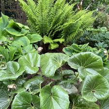Image result for Farfugium japonicum