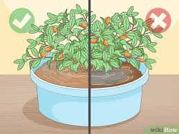 Find out how to get the most blooms, plus how and when to prune, water and fertilize. Columnea Gloriosa Pflegen 10 Schritte Mit Bildern Wikihow