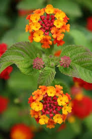 Pin Oleh Pervin Di Flowers Bunga Cantik Bunga Anggrek