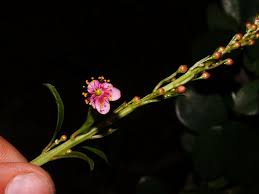 Image result for Talinum portulacifolium
