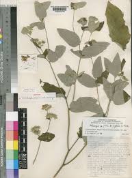 Image result for Gutenbergia cordifolia