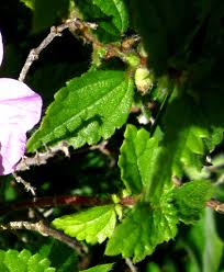 Image result for Didymodoxa  afra