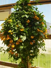 Image result for Thunbergia reticulata