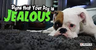 Signs Your Dog Is Jealous Sit Means Sit Orlando