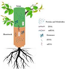 Make a union with him (if you want to be us make a union with mexico, if u want to. Frontiers Mechanisms Underlying Graft Union Formation And Rootstock Scion Interaction In Horticultural Plants Plant Science